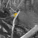 Little Yellow Bird by houser934