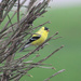 0419_0672 yellow finch by pennyrae