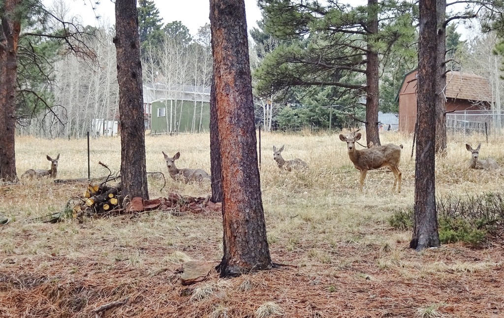 My deer neighbors by dmdfday