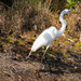 Egret, Taking a Walk! by rickster549
