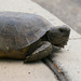 Gopher Turtle, Attempting to Cross the Road by rickster549