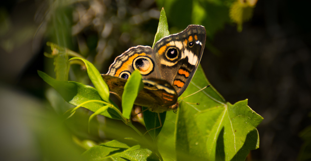 Mangrove Buckeye Butterfly! by rickster549