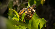 22nd Apr 2017 - Mangrove Buckeye Butterfly!