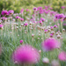 Flower "Field" by tina_mac