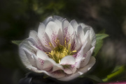 22nd Apr 2017 - Berry Swirl Hybrid Lenten Rose