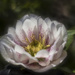 Berry Swirl Hybrid Lenten Rose by pdulis