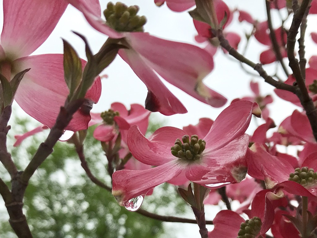 More dogwood  by beckyk365