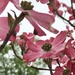 More dogwood  by beckyk365