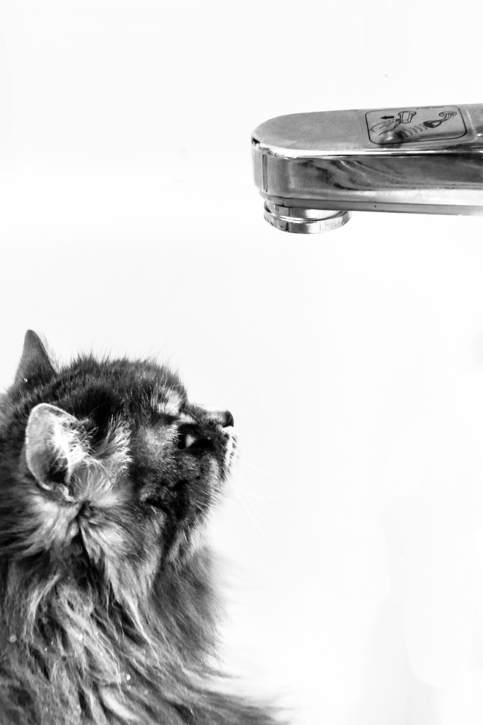 Cat Vs Faucet by vera365
