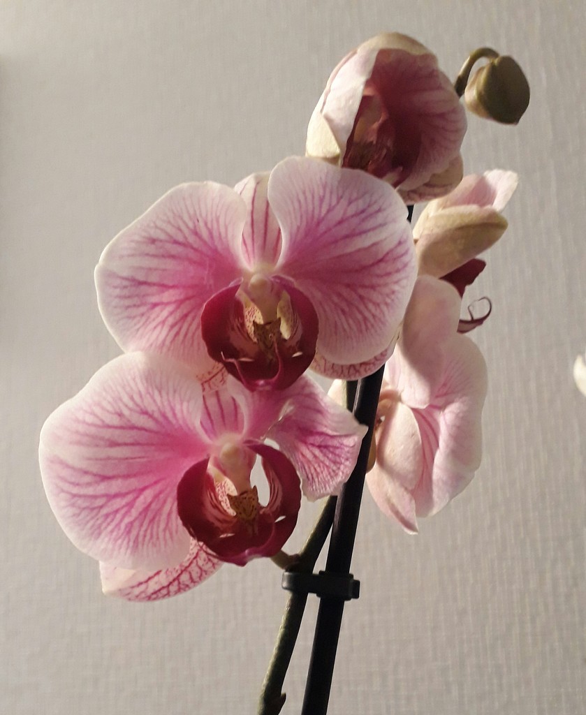 New orchids  by sarah19