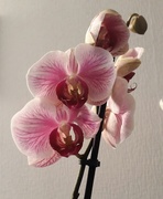 22nd Apr 2017 - New orchids 