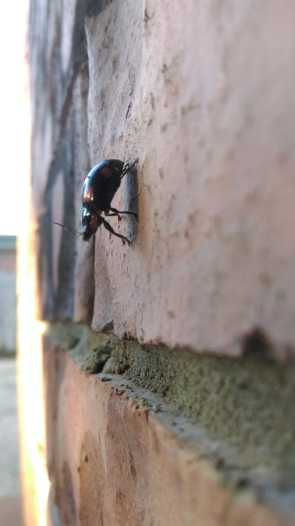 Lady Beetle Push-ups by mozette