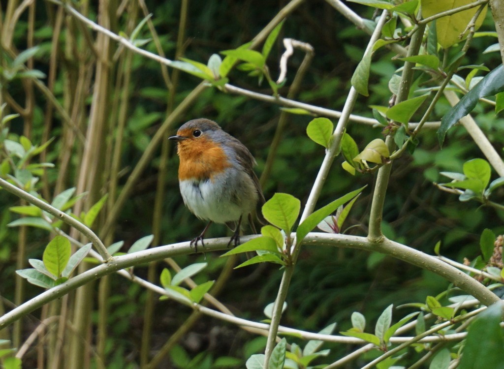 robin in the hedge by quietpurplehaze