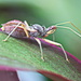 An Assassin Beetle by terryliv