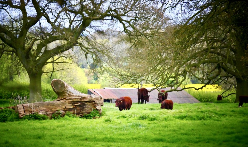 Rural Lincolnshire  by carole_sandford