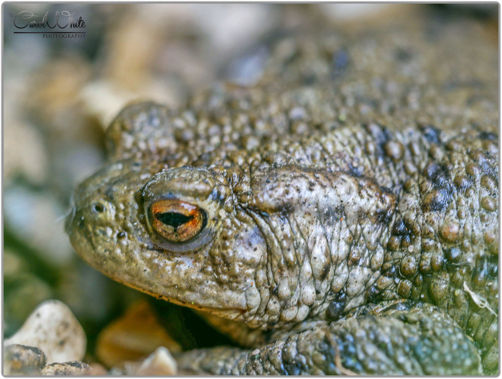 Mr. Toad by carolmw