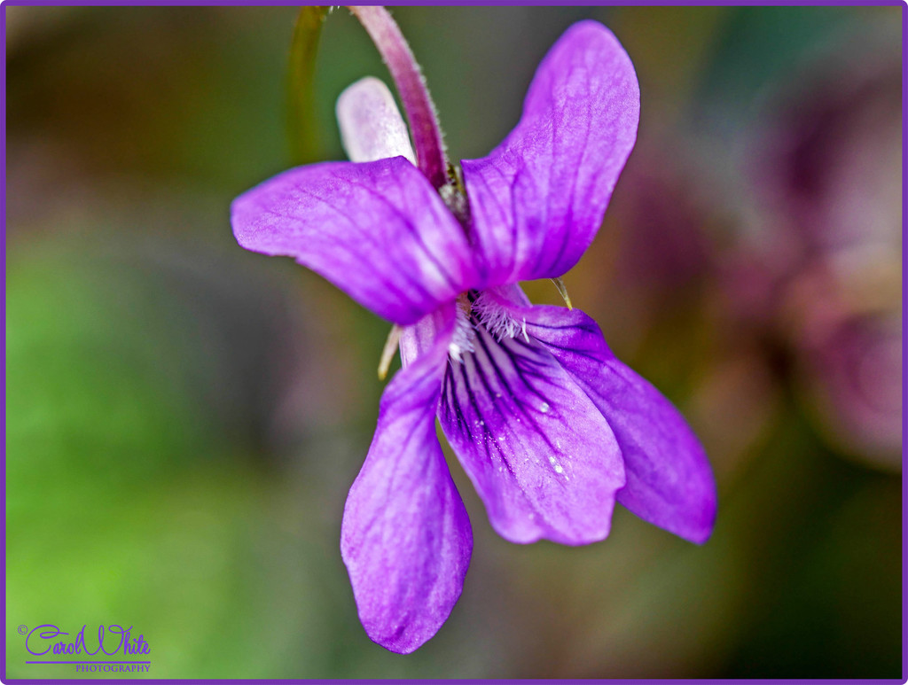 Wood Violet by carolmw