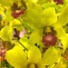 Orchids by kjarn
