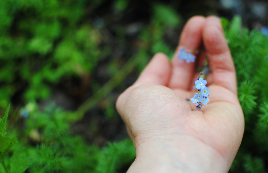 Forget-Me-Not  by alophoto