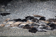 9th Apr 2017 - Atlantic Grey seals