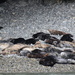 Atlantic Grey seals by mariadarby