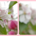 Apple blossom as far as the lens could focus by 30pics4jackiesdiamond