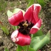 Tulip by g3xbm