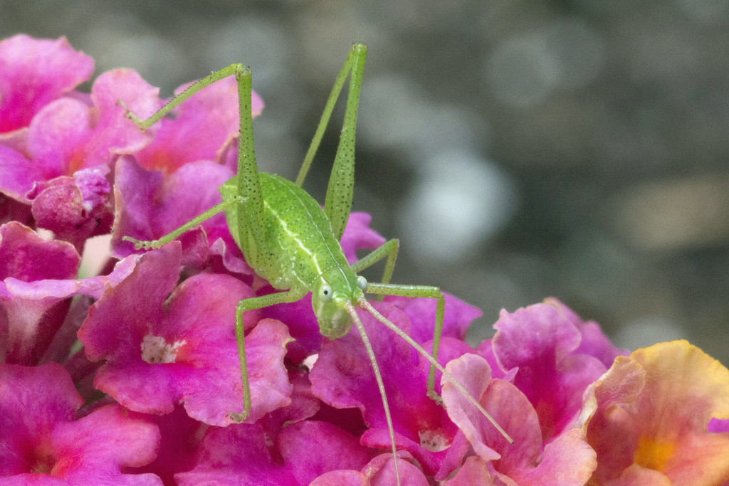 Grasshopper on Lantana by gaylewood