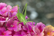 21st Apr 2017 - Grasshopper on Lantana