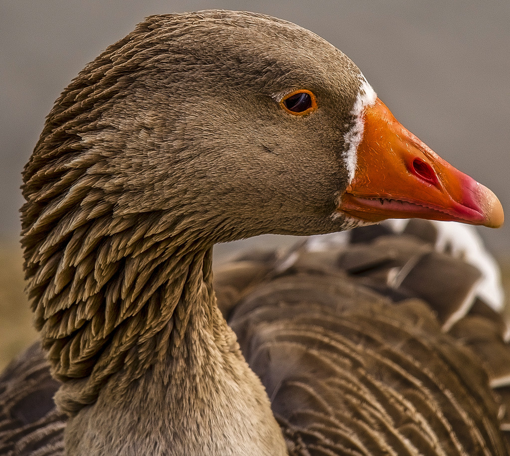 Greylag Goose by tonygig