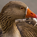 Greylag Goose by tonygig