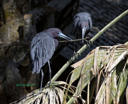 19th Apr 2017 - Two Blues and a Stick-LHG_3654-copy@