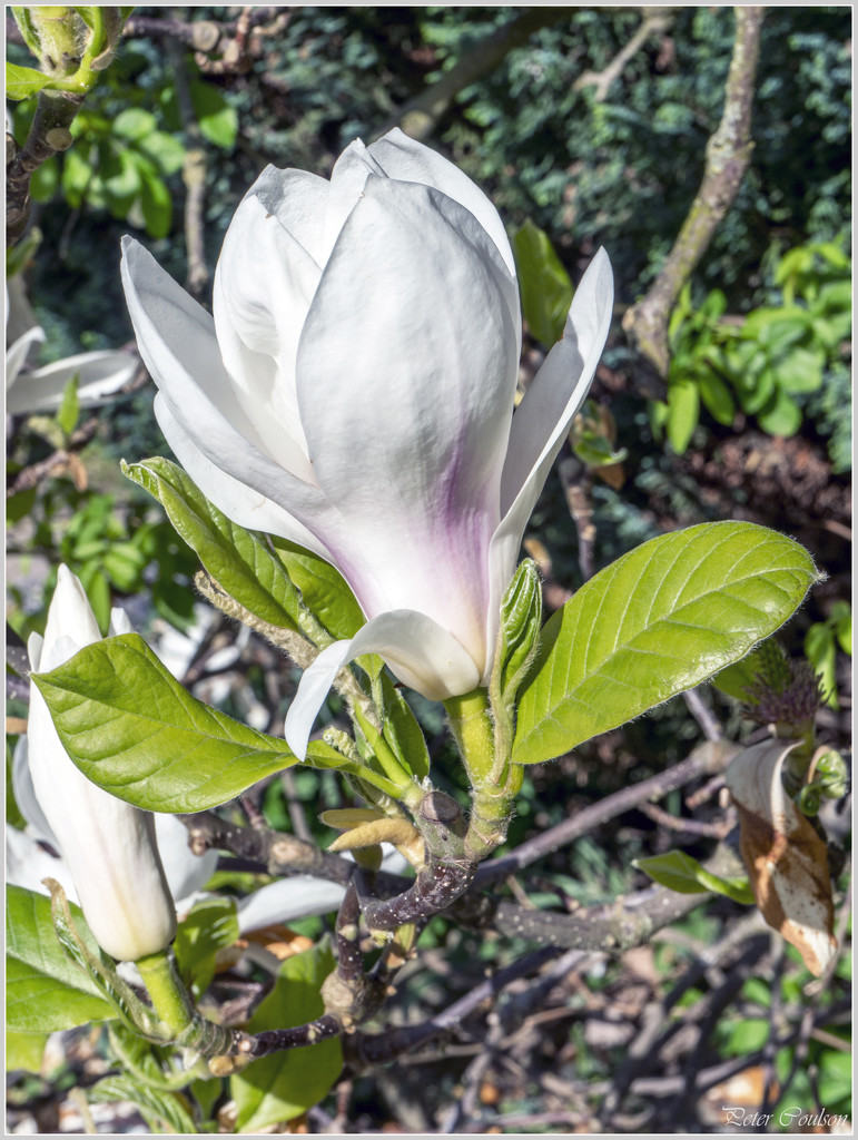 White Magnolia by pcoulson