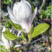 White Magnolia by pcoulson