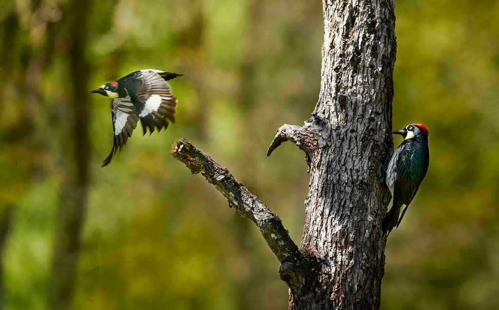 Acorn Woodpeckers by jgpittenger