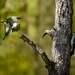 Acorn Woodpeckers by jgpittenger