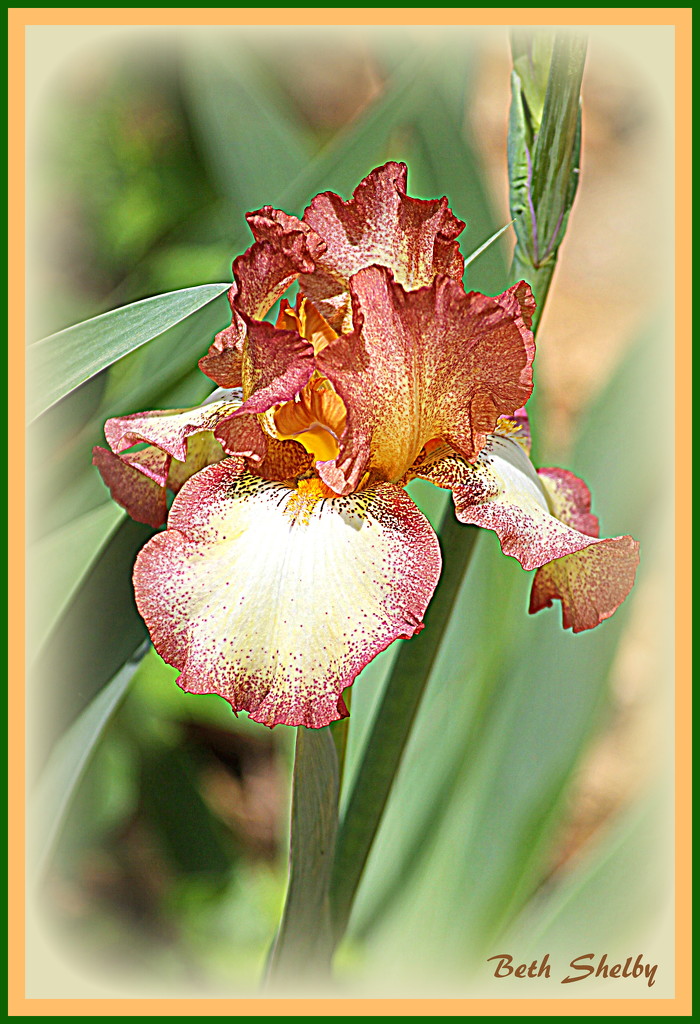 Another Iris by vernabeth