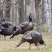 Wild Turkey's are Back by frantackaberry
