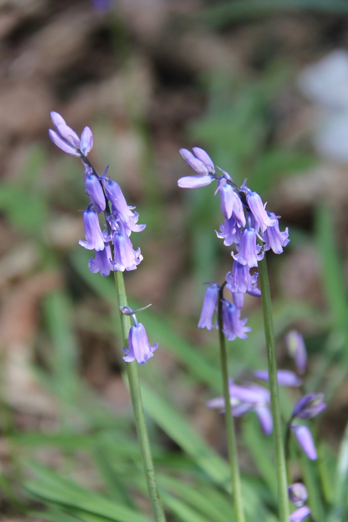 Another Bluebell by daffodill
