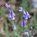 Another Bluebell by daffodill