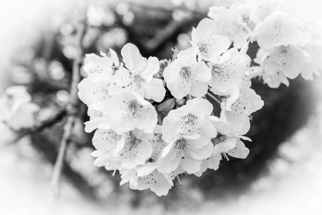 Cherry Blossom....... by susie1205