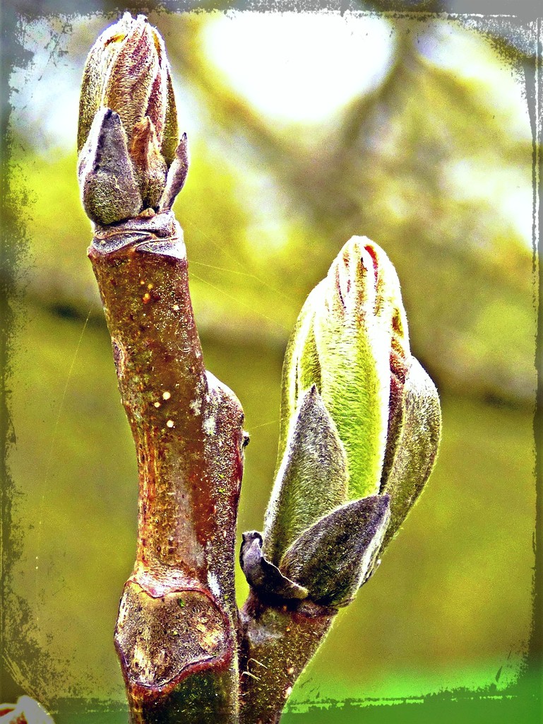 Sycamore  leaf bud  by beryl