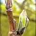 Sycamore  leaf bud  by beryl