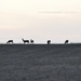 Deer on the Horizon by frantackaberry