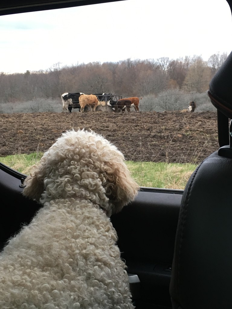 Checking out the Cow Cows by frantackaberry