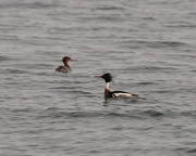 20th Apr 2017 - Red Breasted Mergansers