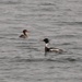Red Breasted Mergansers by frantackaberry