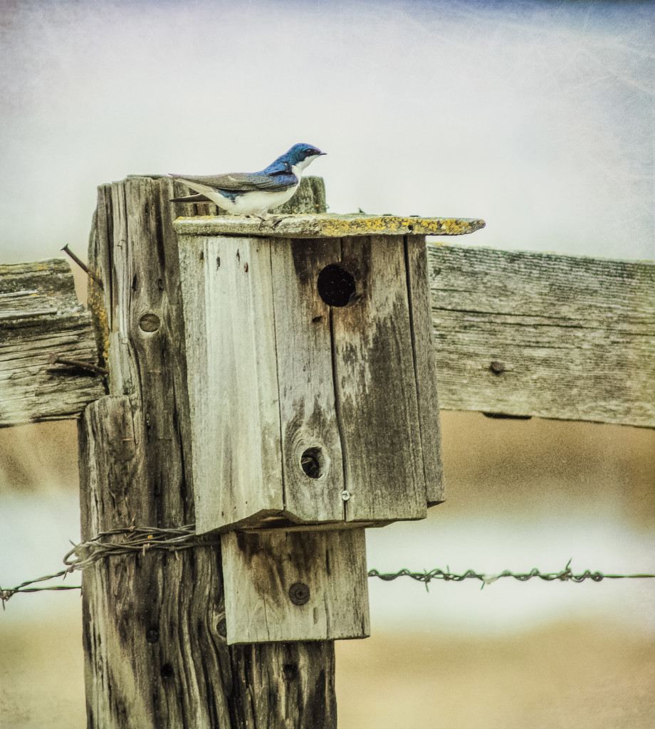 Bluebird House and Bluebird?  Uh ....no .... by 365karly1