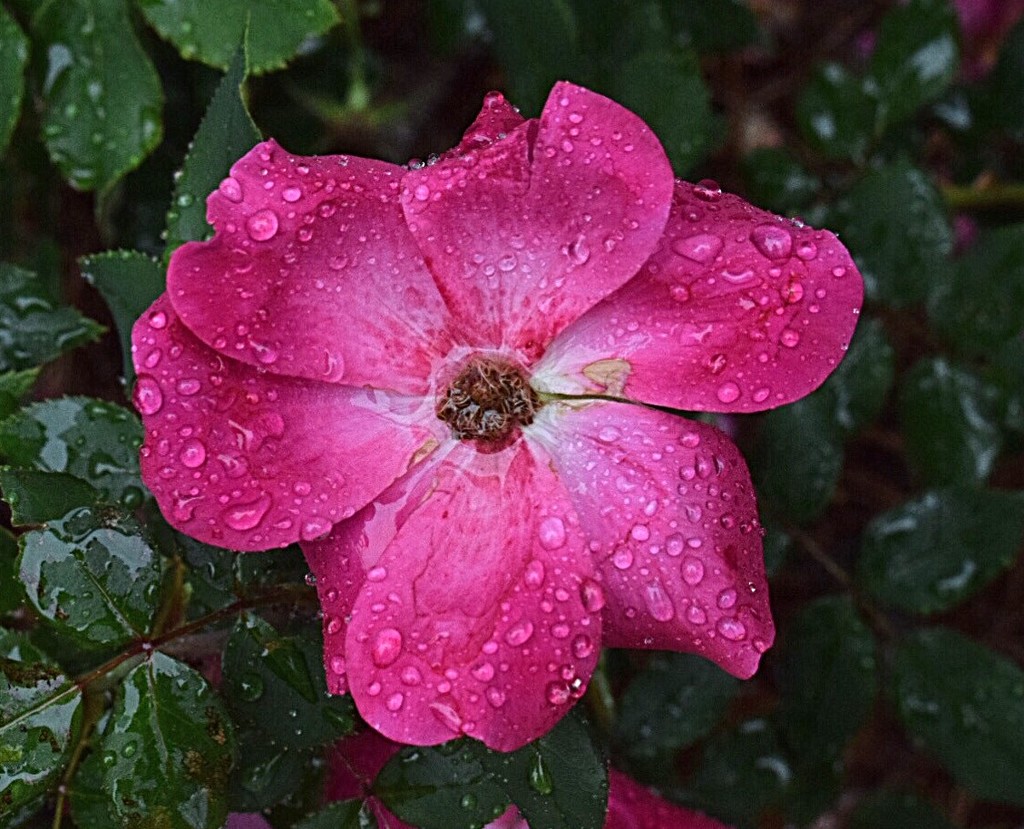 Raindrops on a rose by sandlily