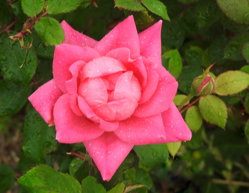PINK Roses by homeschoolmom
